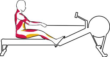 Muscles activated when rowing